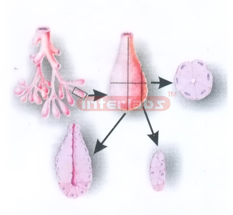 LOGITUDINAL AND CROSS SECTIONS OF ANACINUS FOR HISTOLOGY